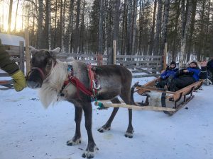 de kou van Lapland
